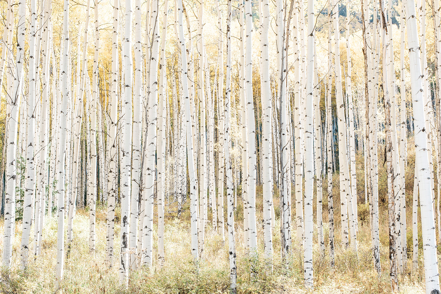 golden_aspens
