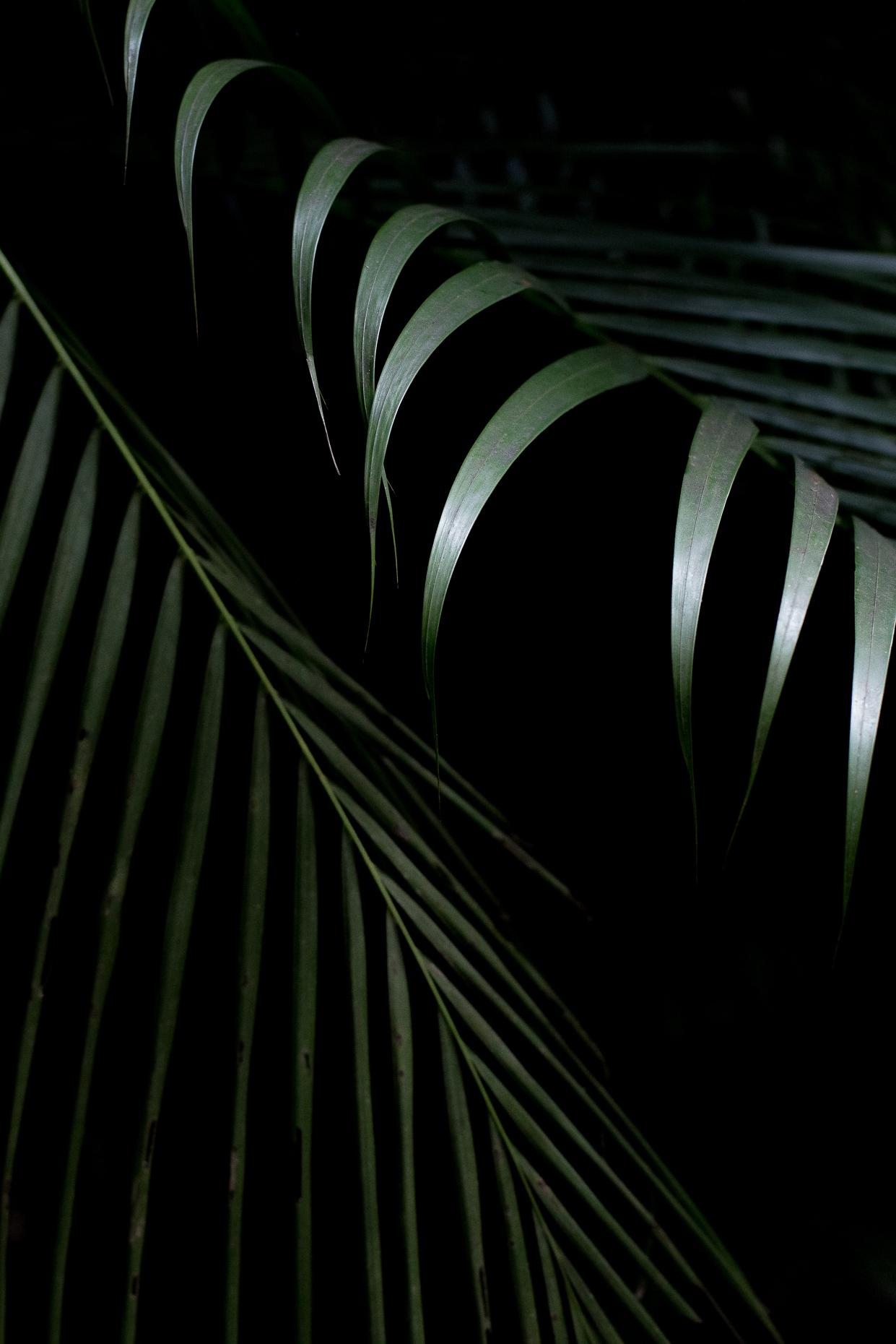 maui-17